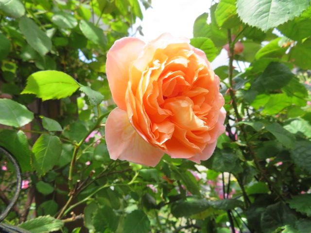 踏んだり蹴ったりの昨日と大忙しの雨上がりの庭とミニバラ ばぁばの薔薇の花園 楽天ブログ