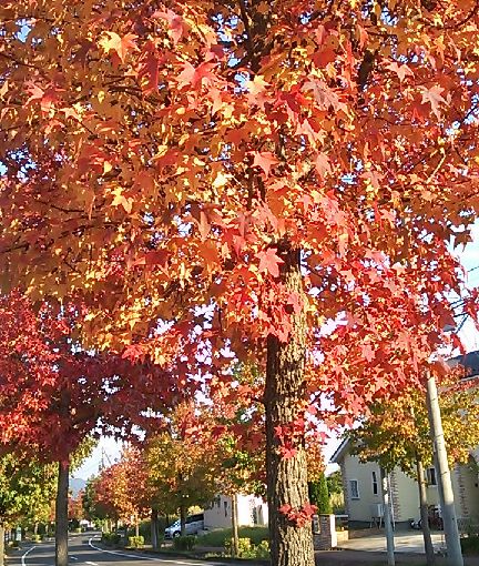 DSC_0050.JPG