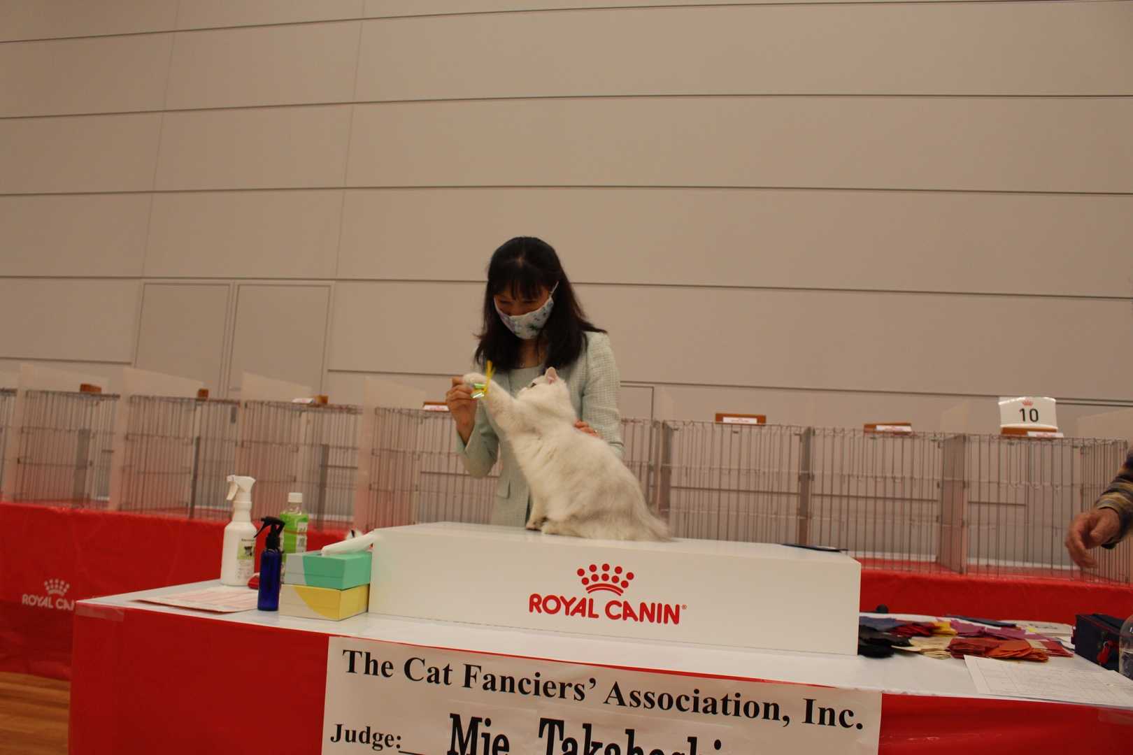 CFA JAPAN REGIONAL CAT SHOW Cattery PETITANGEのブログ 楽天ブログ