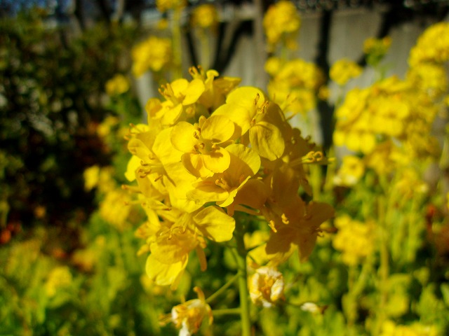 菜の花　up.jpg