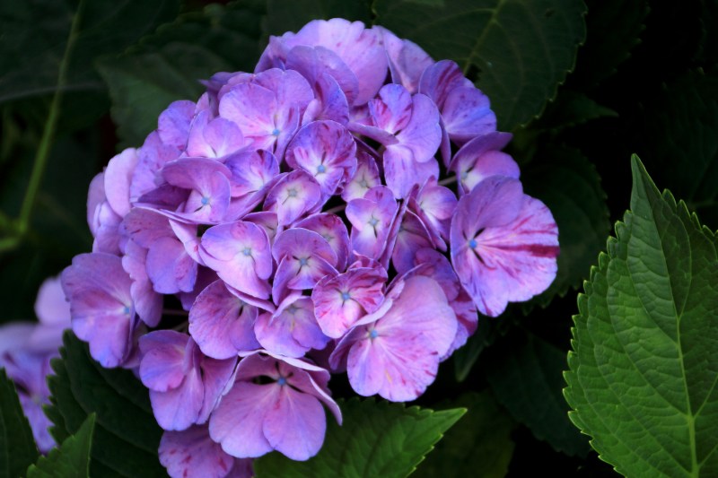 中千本公園の紫陽花_09.jpg