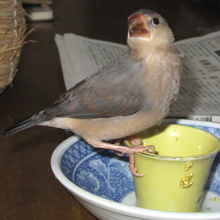 孵化４６日目の文鳥ヒナ（イート）