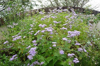 P1080058ss.jpg