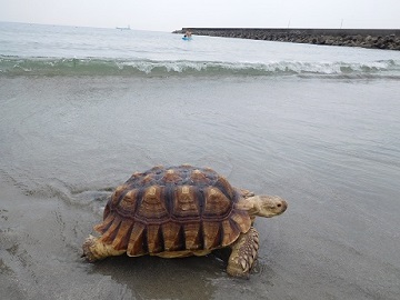 南知多山海海水浴場