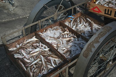 IMG_9239.jpg