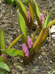 2017-04-12thubomi (1).JPG