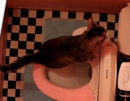猫 ねこ ネコのトイレ  水洗トイレで 人間のトイレ