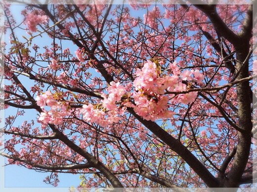 三浦海岸の河津桜