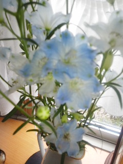 青い花2.jpg