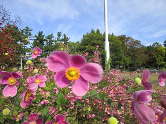朝の気温は7度 | 暇な 壽 放談 - 楽天ブログ