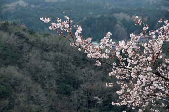 美郷の桜-02♪