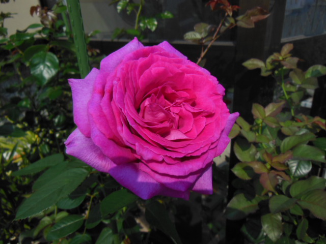 DSCN0278.JPG