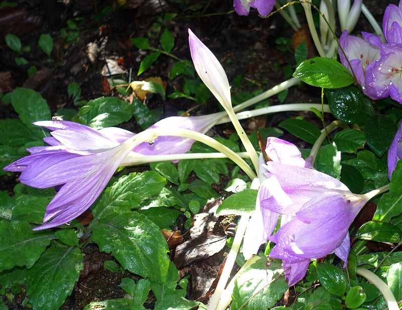 3ページ目の記事一覧 Gazengamaのブログ 散歩中に出合った花と趣味の陶芸作品 楽天ブログ