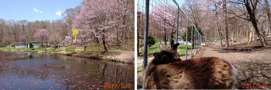 ５／９桜が満開.jpg