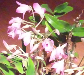 green-cymbidium7.jpg