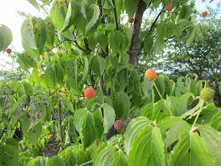 IMG_7983ss.jpg