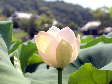 開きかけ