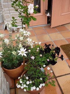 P1290395ss.jpg