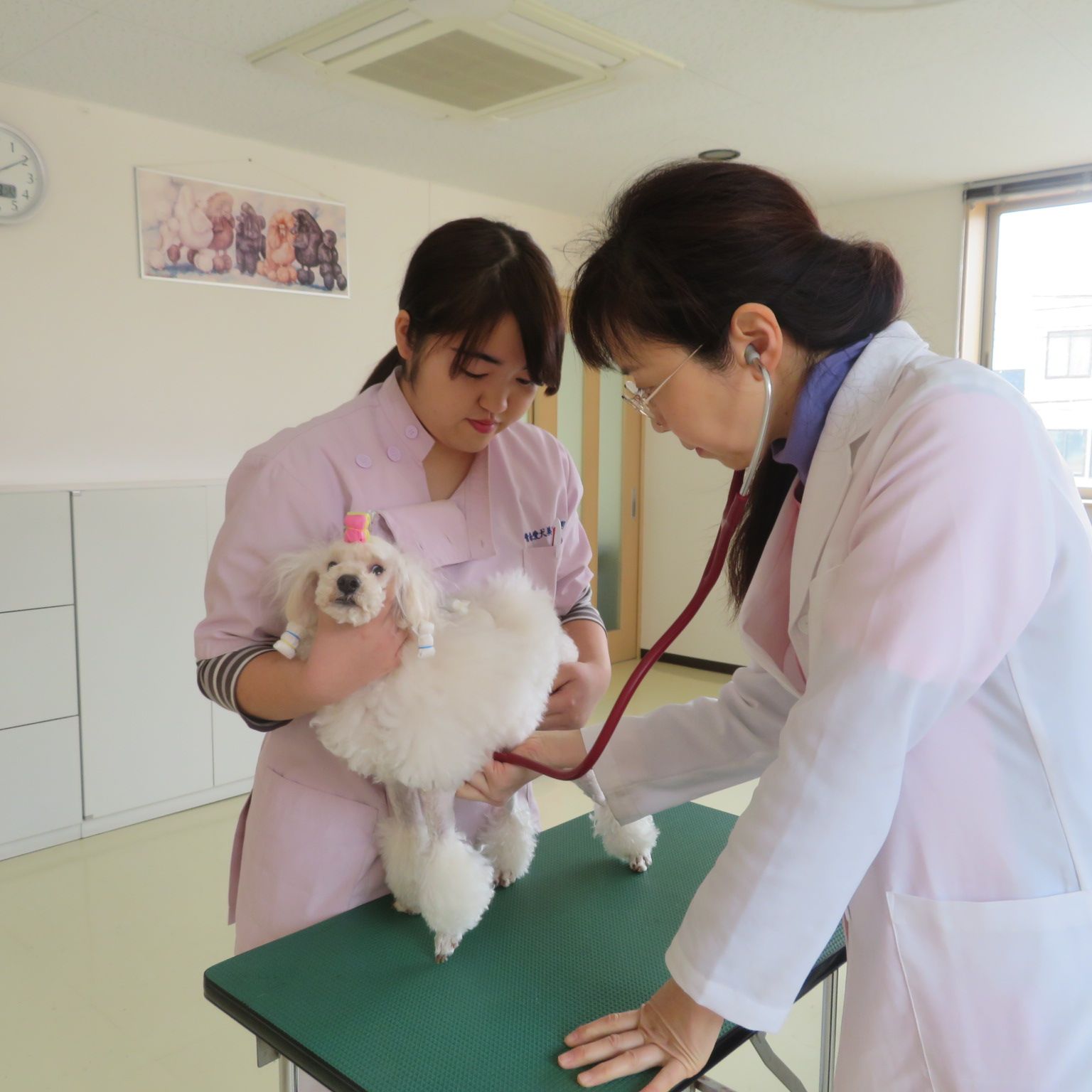 ♠♤動物看護学～保定の実技試験を実施いたしました～♤♠ 青森愛犬美容専門学院 楽天ブログ