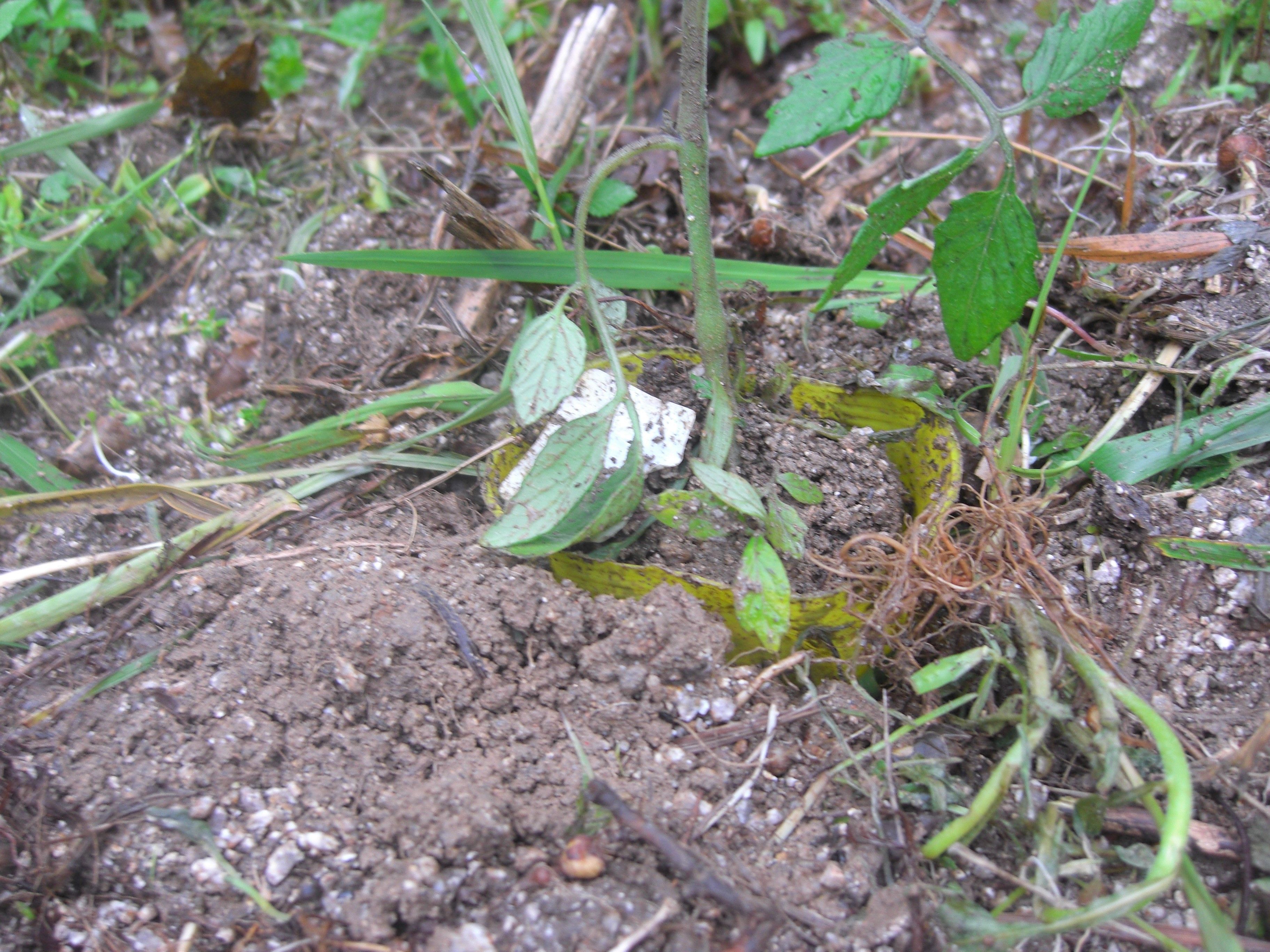 ミニトマトを浅植えにし直しました ずぼら半農半リフレ 楽天ブログ