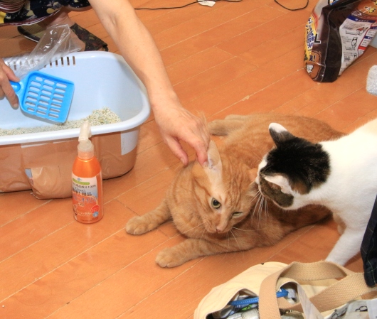 20160726ﾛﾝ_ﾊﾞﾆｰ04.jpg