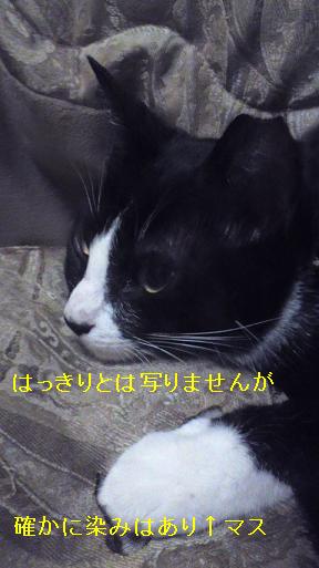 八子　染み　.JPG