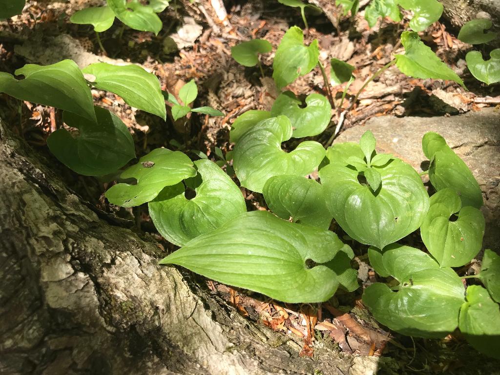 5月の三ツ峠（2）新緑と高山植物 | 醍醐山と下部（しもべ）温泉 - 楽天ブログ