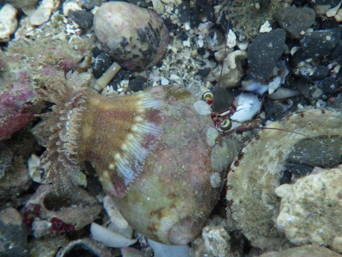 串本磯採集2016年9月中旬21　ヤドカリ属の一種（Dardanus sp.）