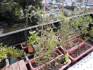 屋上菜園の食べ蒔きトマトのプランター 支柱立て直し ほっこり家庭菜園 楽天ブログ