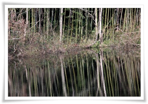健民海浜公園-6 ササゴイの池観察舎-3 13.1.12