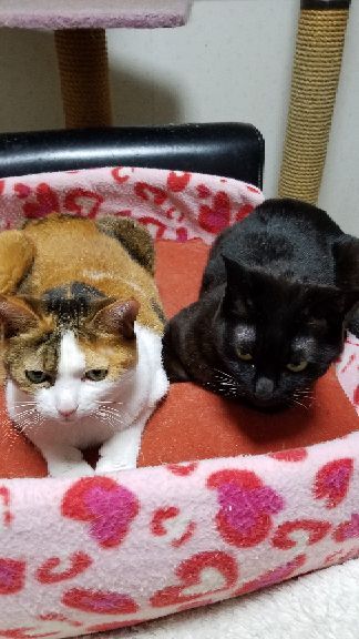 rblog-20190106005448-01.jpg