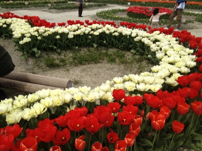チューリップ公園