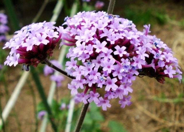 柳花笠の花 花と蕎麦とリハビリと 楽天ブログ