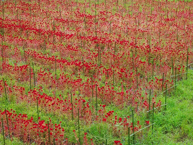 s-p2542.jpg