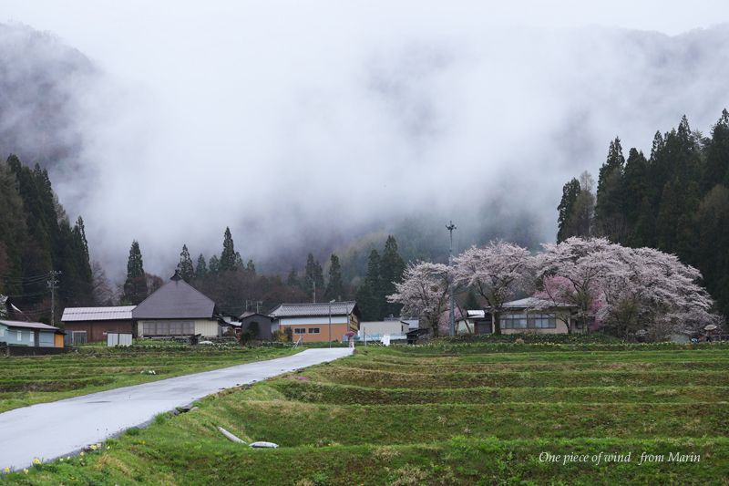 野平の一本桜 ひとひらの風 楽天ブログ
