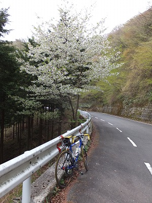 20140429やっぱり桜