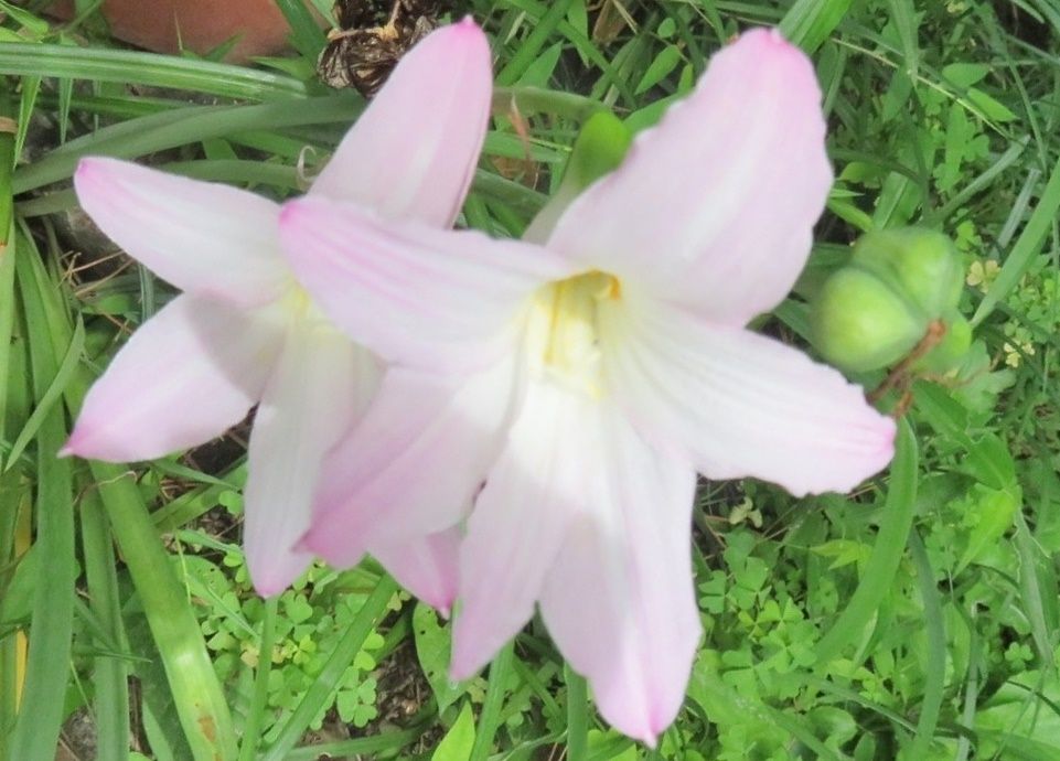 ５か月ぶりのデイへ 花はハブランサス だい のひとりごと 楽天ブログ