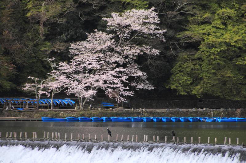 大堰川と嵐山_002.jpg