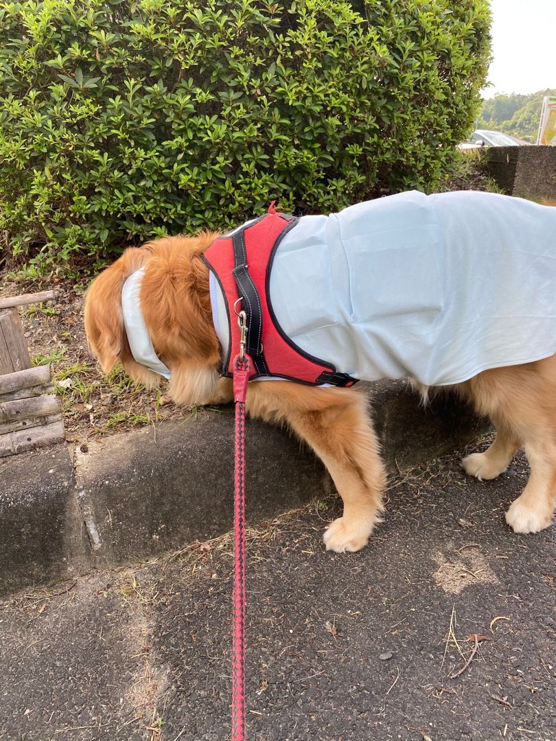 今日の出来事 大型犬 大型犬大好き 散策 奈良 リオンブログ 楽天ブログ