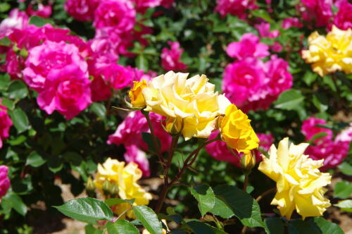 谷津バラ園のバラの花