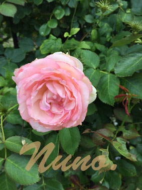 IMG_9796.jpg