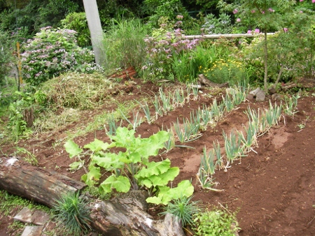 野菜