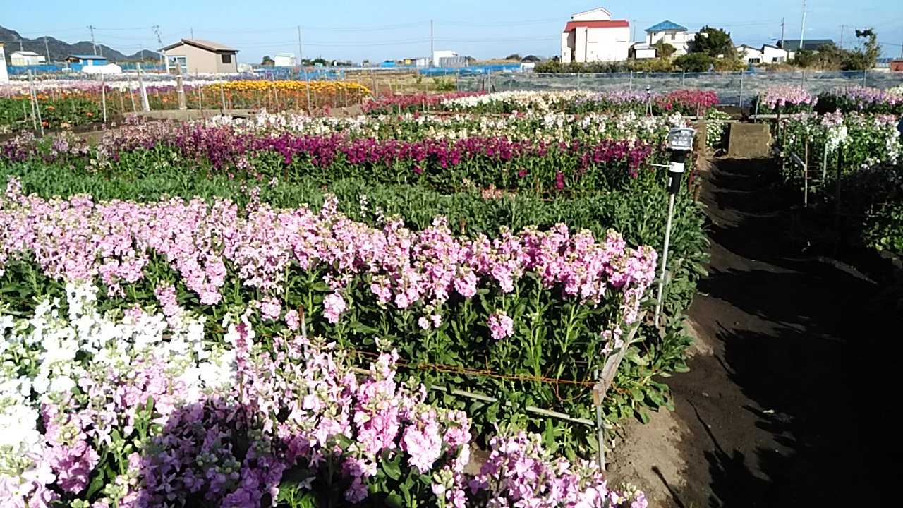 南房総へ 田舎の花屋日記 楽天ブログ