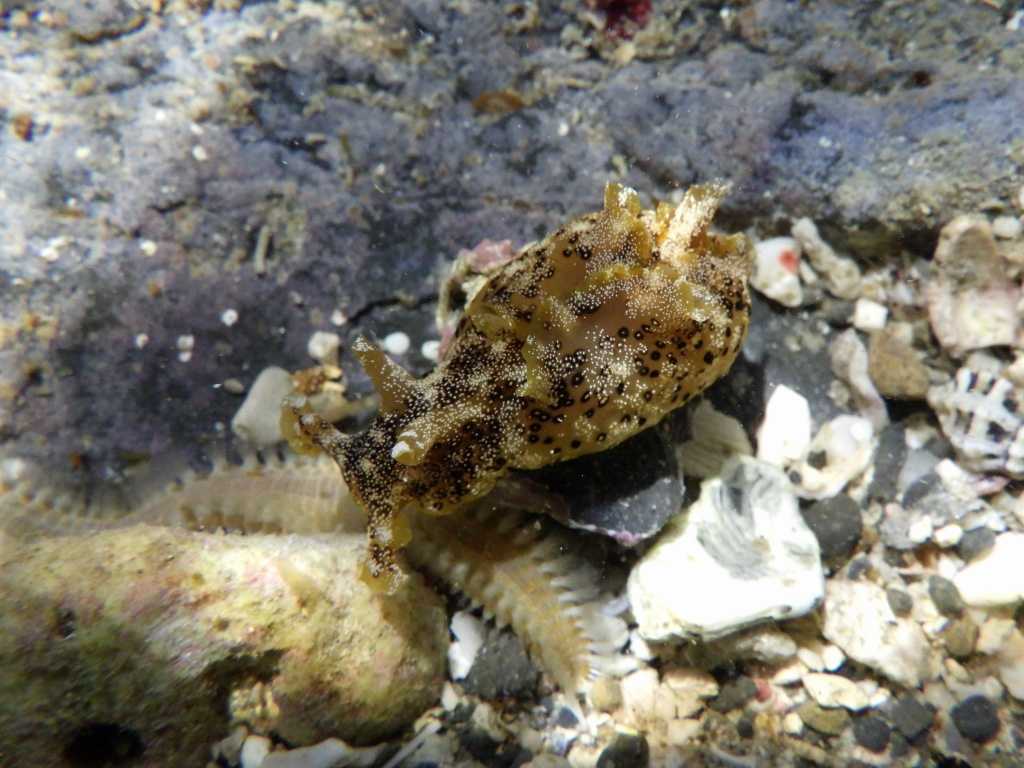 串本磯採集2023年7月下旬28　ミドリアメフラシ（Aplysia oculifera）　ウミケムシ