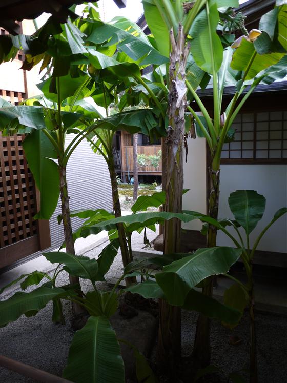 P1150099.jpg