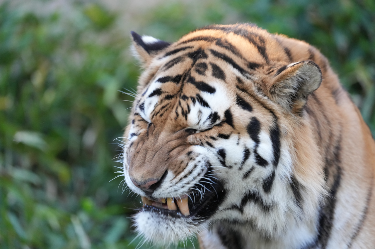 多摩動物公園 トラさん、奥歯に何か挟まった？ | イルカカメラとわんわんWinとねこMac - 楽天ブログ