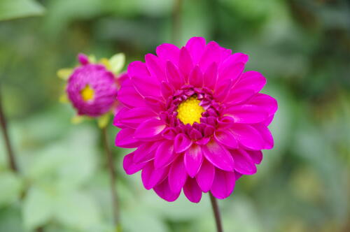 神代植物公園のダリア