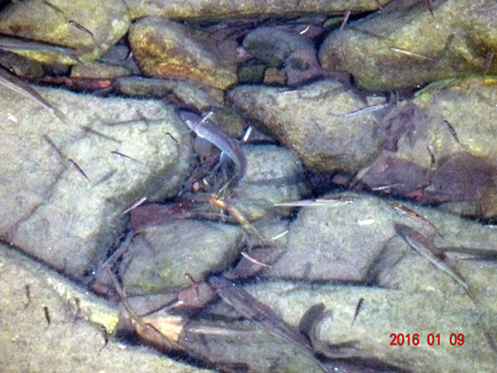 横川橋下の魚.jpg