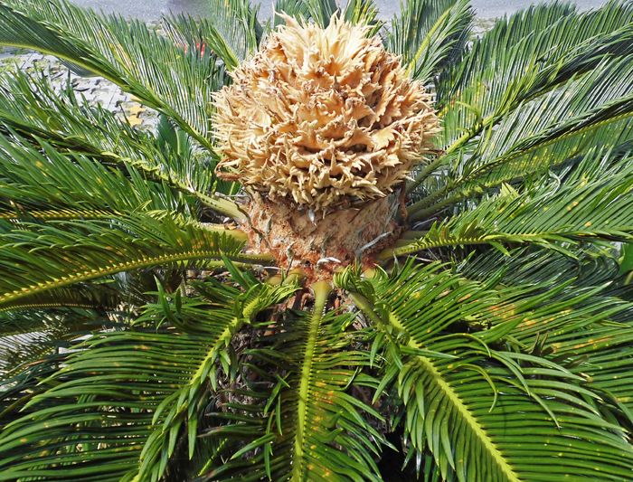 バンブーハウス 沖縄 熱帯花木 ソテツ こと蘇鉄 | 沖縄ヤンバルの里山 バンブーハウス 沖縄 熱帯花木 ソテツ こと蘇鉄 | 沖縄ヤンバルの里山