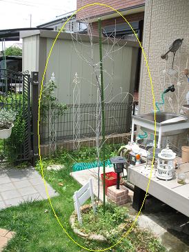 2012パールアカシア